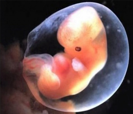 un bambino nel grembo, un embrione di 8 settimane