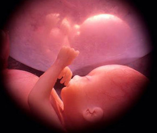 Anche l’Huffington Post riconosce “vita” quella intrauterina 1