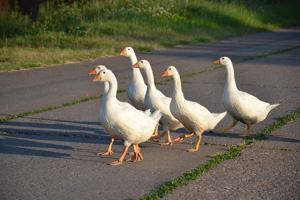 Oche_animali con protezione maggiore che i bambini