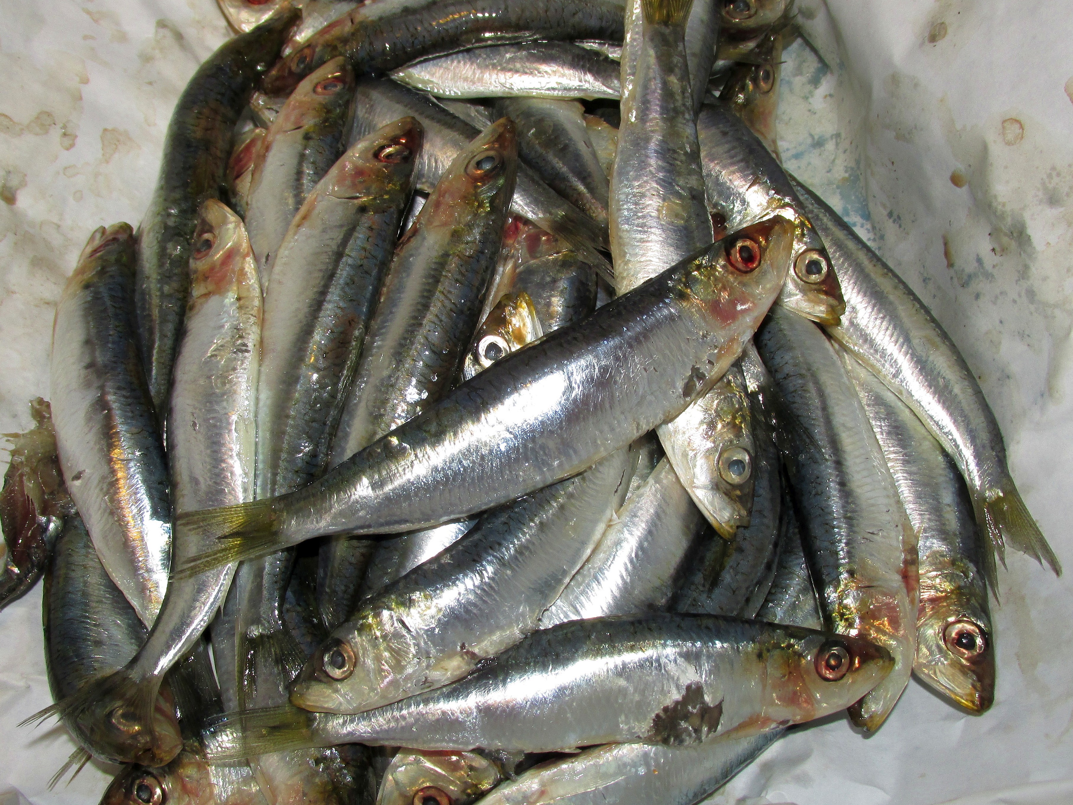 Le sardine al Muccassassina sodalizzano con la comunità Lgbt 1