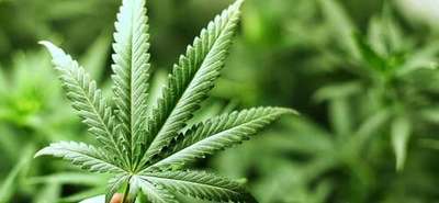 Marijuana