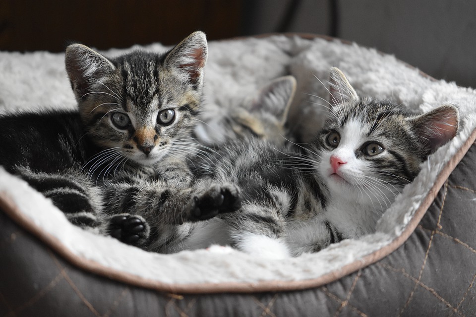 Gattini dolcissimi, da tutelare. Ma gli esseri umani?
