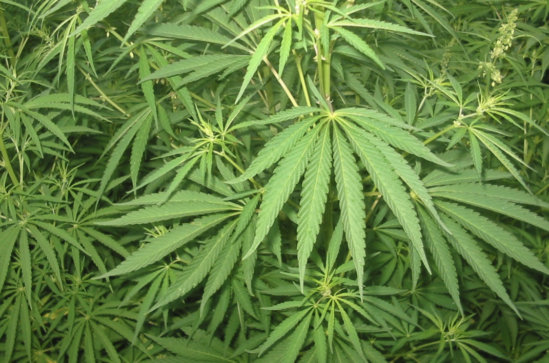 Liberalizzazione Cannabis su Milleproroghe    Pro Vita & Famiglia: “Non chiamatelo blitz, né furbata. E’ una truffa” 1