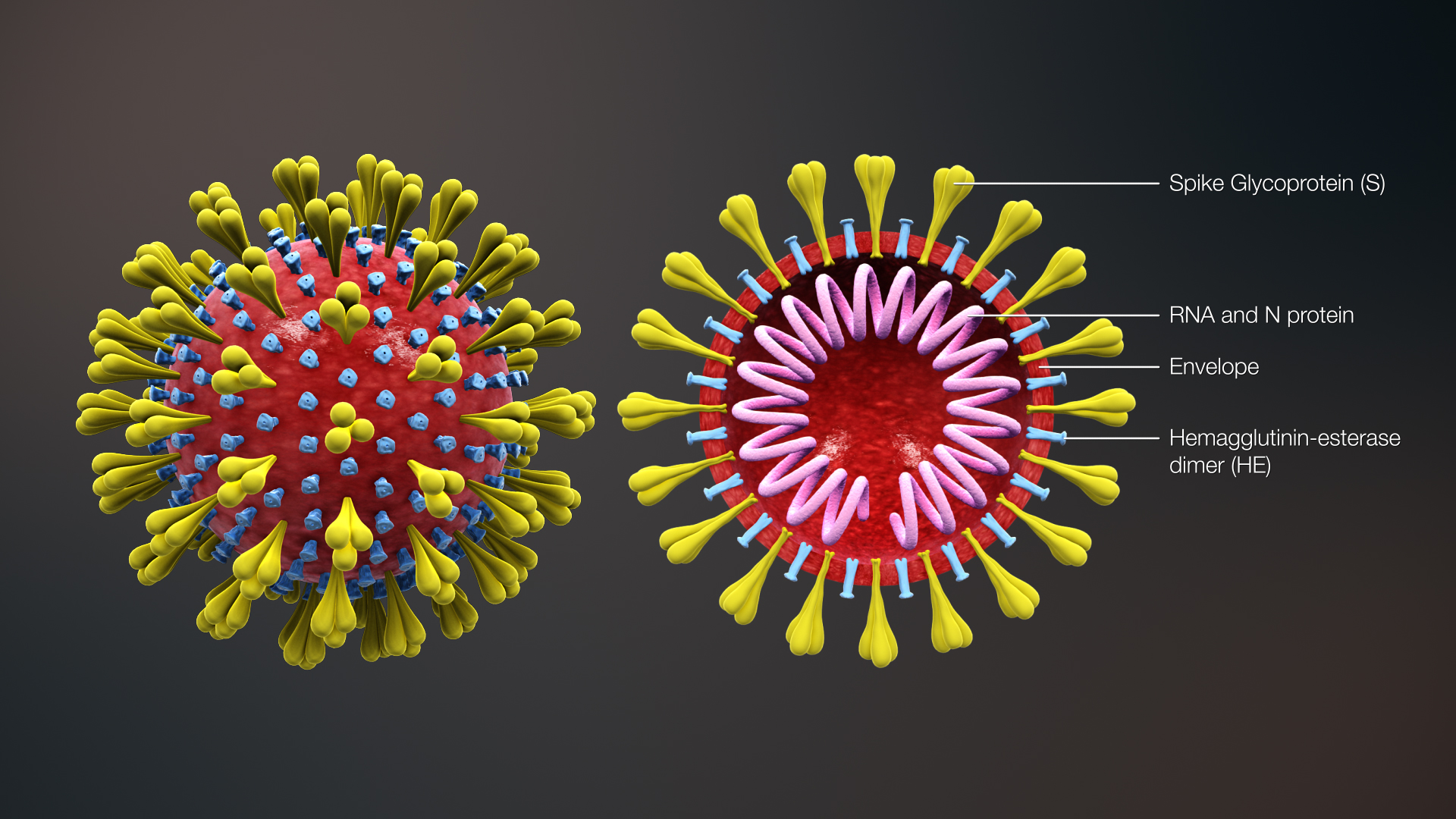 Il passaggio del Coronavirus in gravidanza non è dimostrato 1