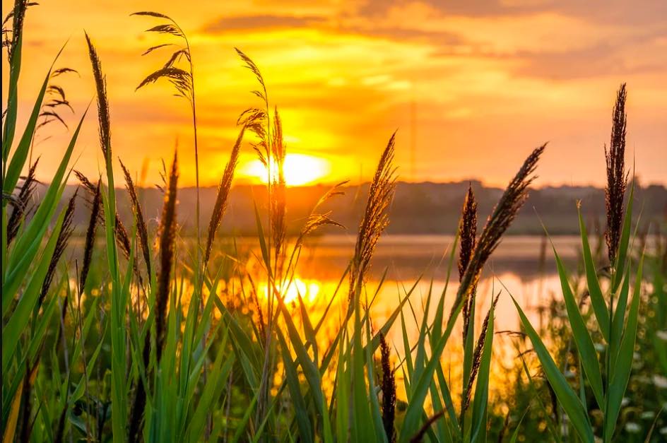 Il sole rosseggia dietro un canneto