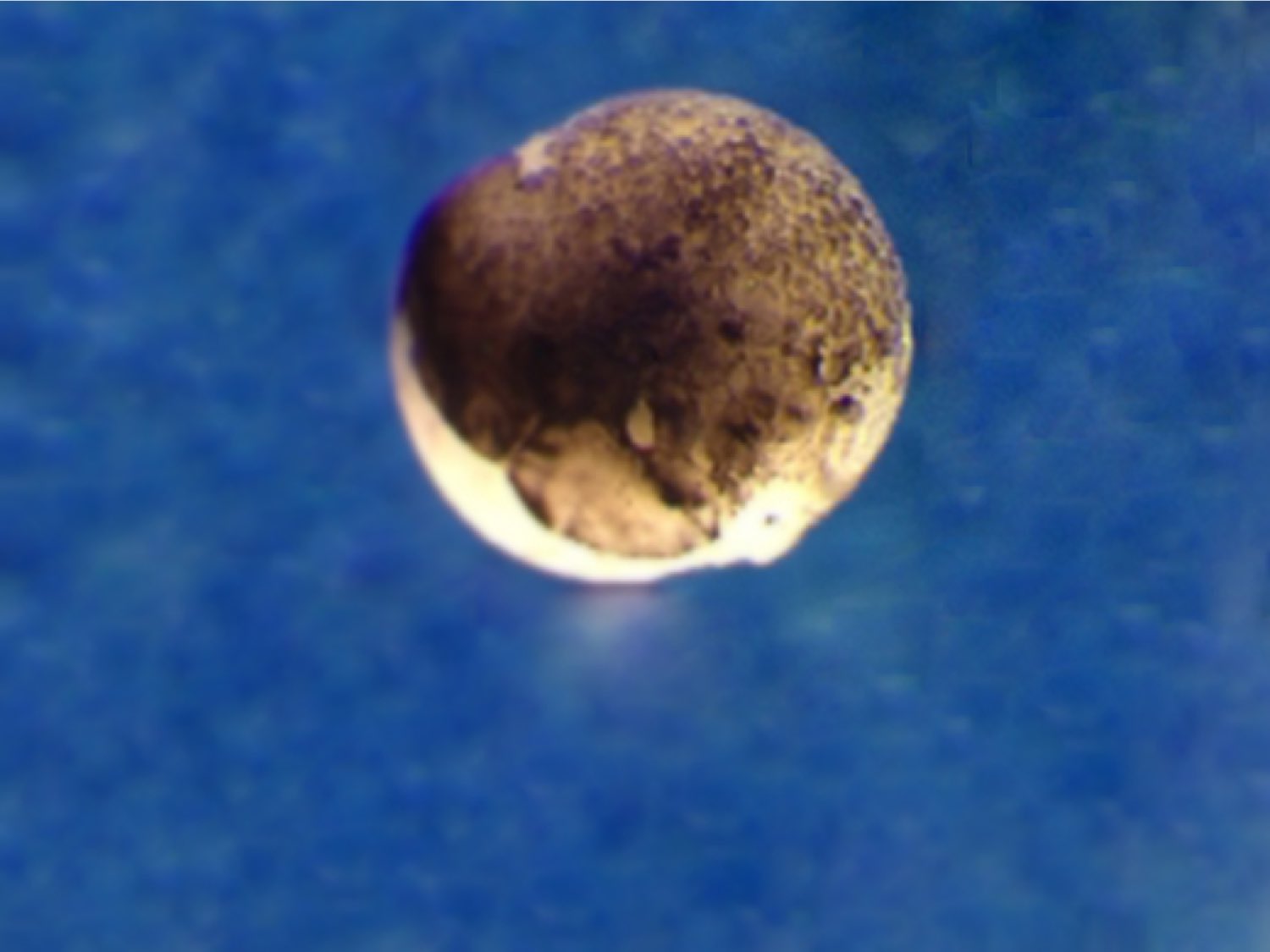 morula, embrione al primo stadio