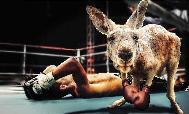 un canguro mette ko un boxer