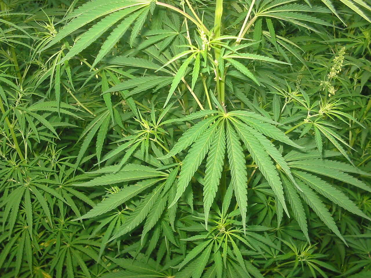 Cannabis Onu PV&F: “Messaggio distruttivo per tanti ragazzi. A questo punto è come passargli la morfina” 1