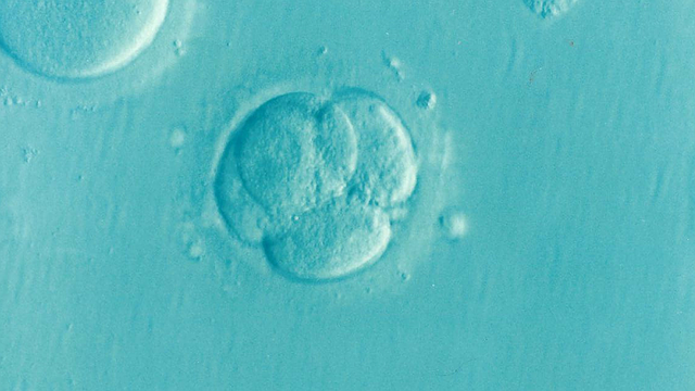 FLASH - Creati per la prima volta degli embrioni umani sintetici 1