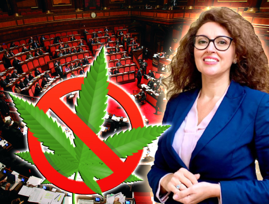 Cannabis legale. Bellucci (FdI): «Ecco perché è un pericolo» 1