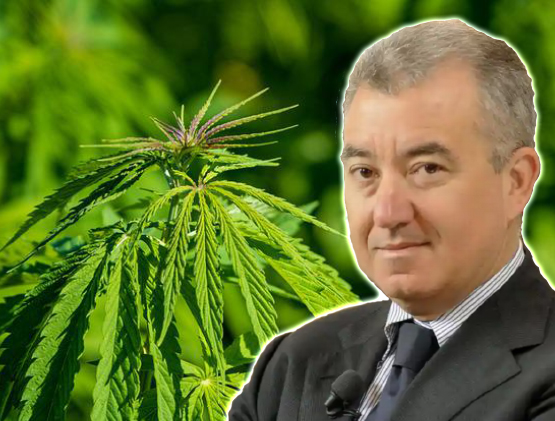 Cannabis. Mantovano: «Depenalizzarla sarebbe una colossale presa in giro» 1