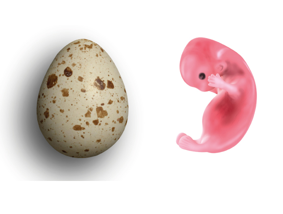 Aborto. Legge tutela uova ma condanna a morte bambini: al via le nostre affissioni 1