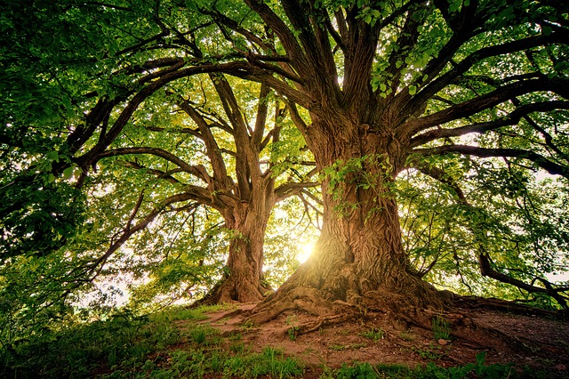 Nuova deriva gender: una donna si sente “ecosessuale” e si innamora di un albero 1