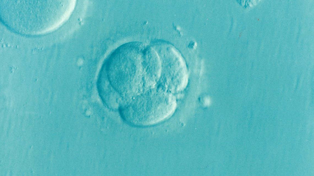 Corte Suprema Alabama: gli embrioni congelati sono bambini 1
