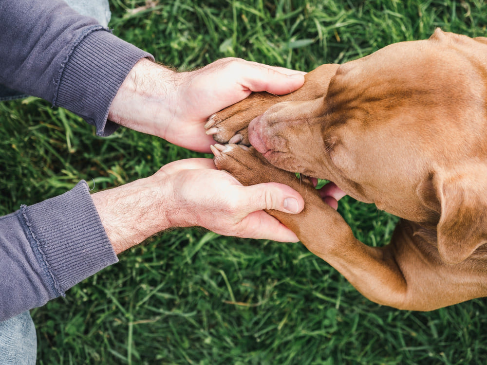 Denatalità. Ecco come è legata, anche, al prendersi cura degli animali 1