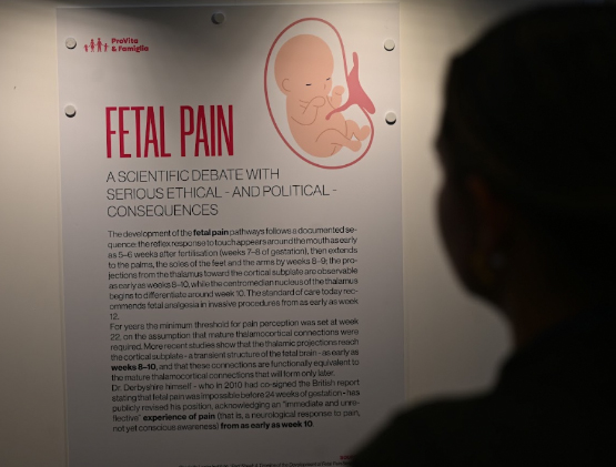 Mostra Just EUman. Ecco cosa dicono i pannelli che hanno fatto così tanto indignare la sinistra 1