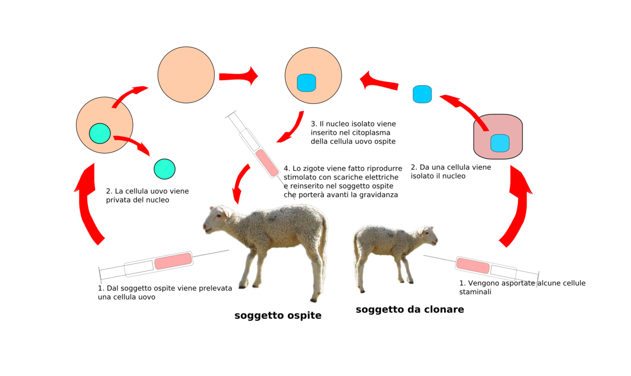 Presto la clonazione, per ora "cloning connection" 1