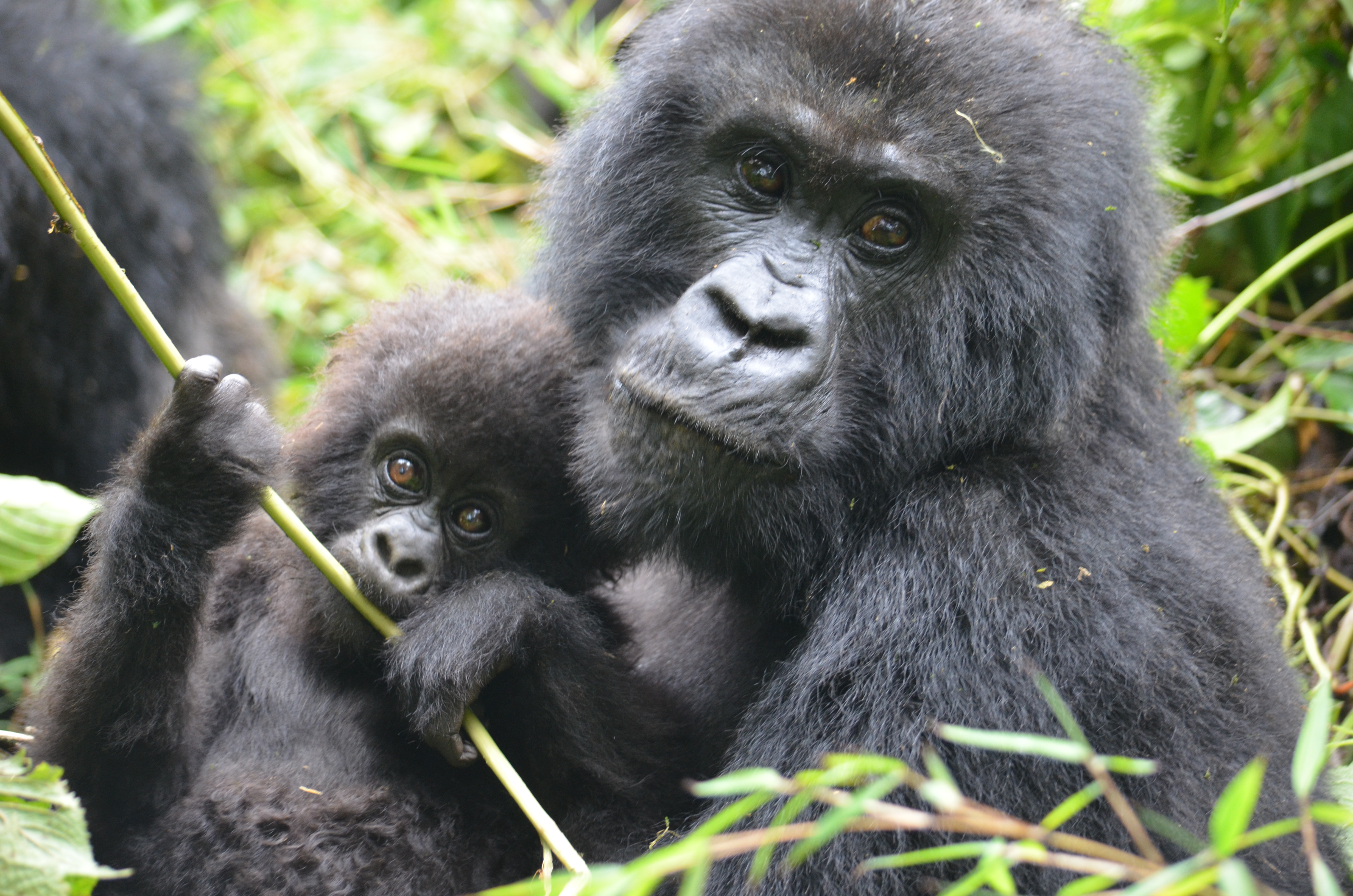 La Spagna vieta l’aborto per i gorilla, ma non per i bambini e gli embrioni umani 1