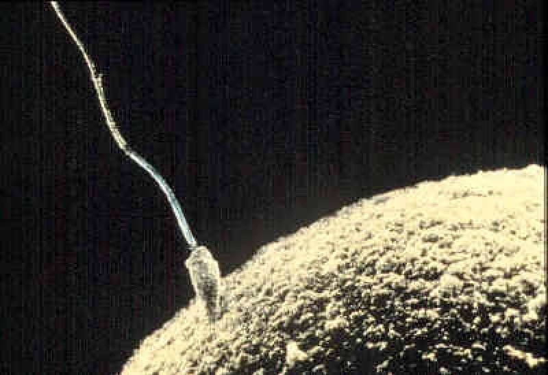 Spermatozoo_ovulo_fecondazione-artificiale