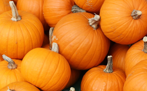 La scuola elementare invita a festeggiare Halloween e a non parlare di Gesù a Natale 1