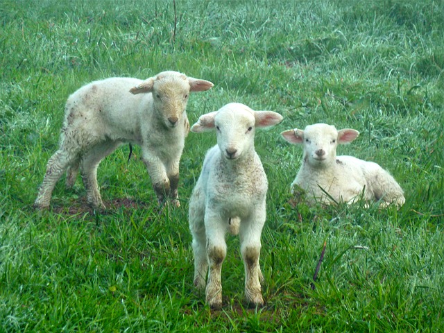 Come agnello in mezzo ai lupi: una Sentinella a un evento gender 1