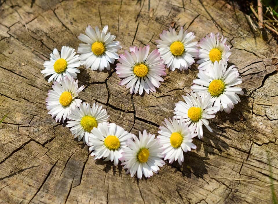 amore_margherite_cuore