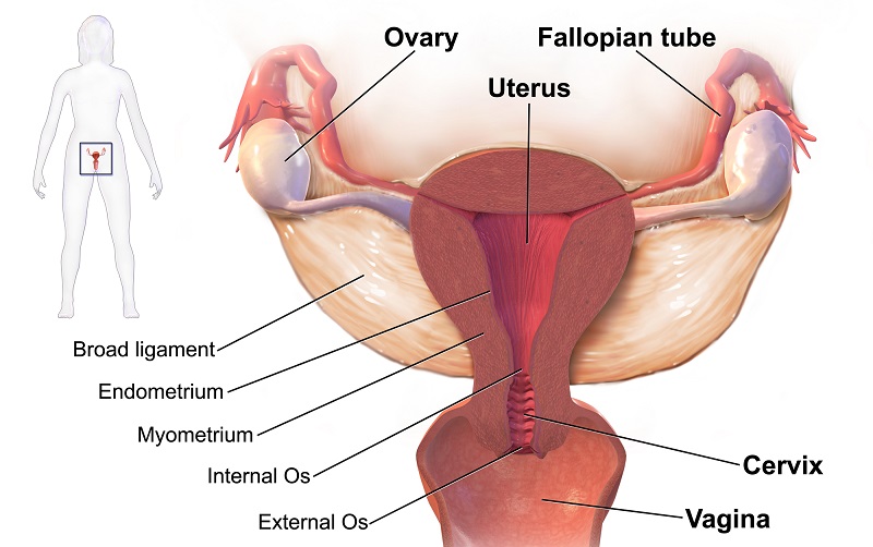 apparato riproduttivo femminile_fecondazione artificiale_ Utero_ Ovaie