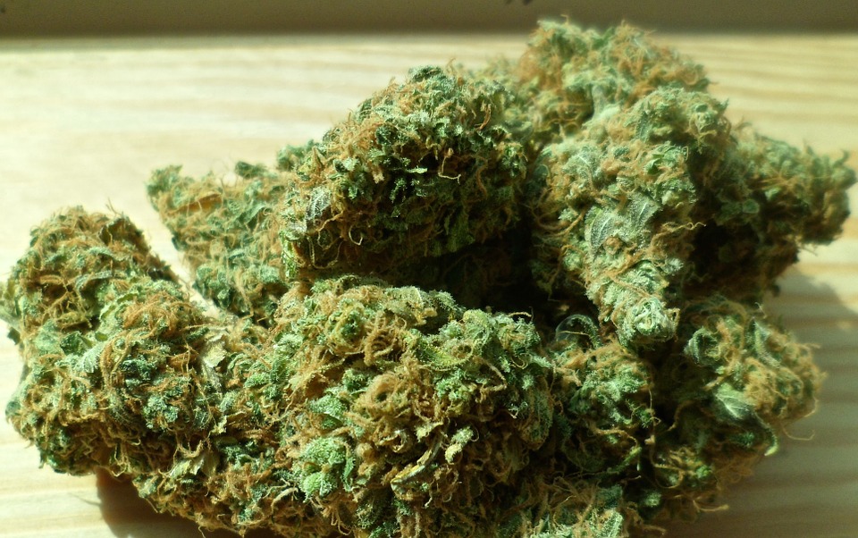 cannabis_droga