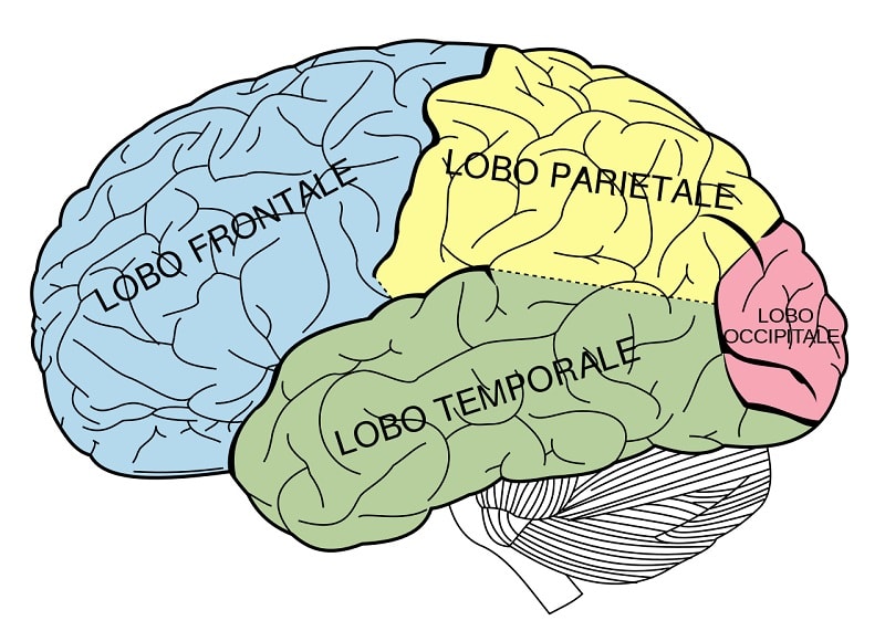 Una “piccola vita” e l’incredibile capacità del cervello umano 1