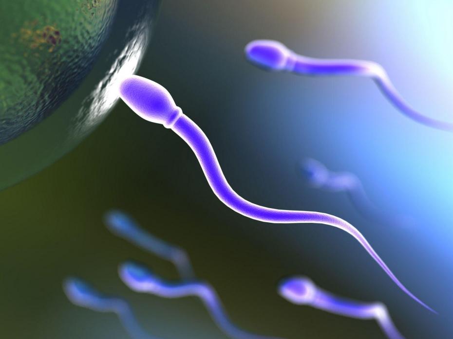 Un donatore di sperma apre dibattito etico 1