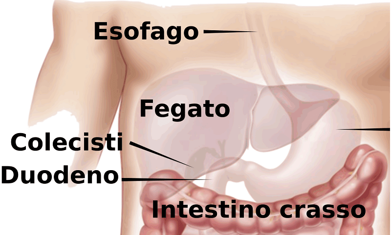 fegato_buona notizia