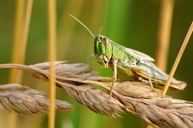 locusta_uomo_ecologia_popolazione