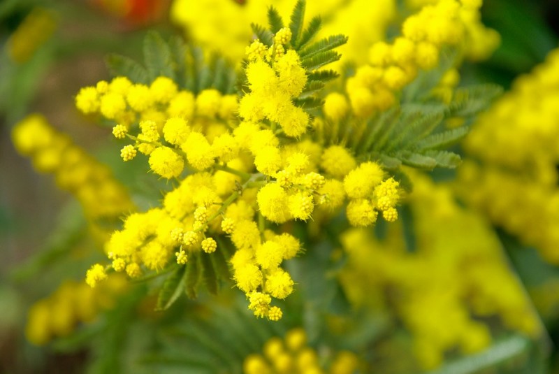 mimosa_donna