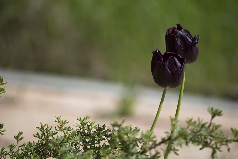 Olanda, tulipani neri